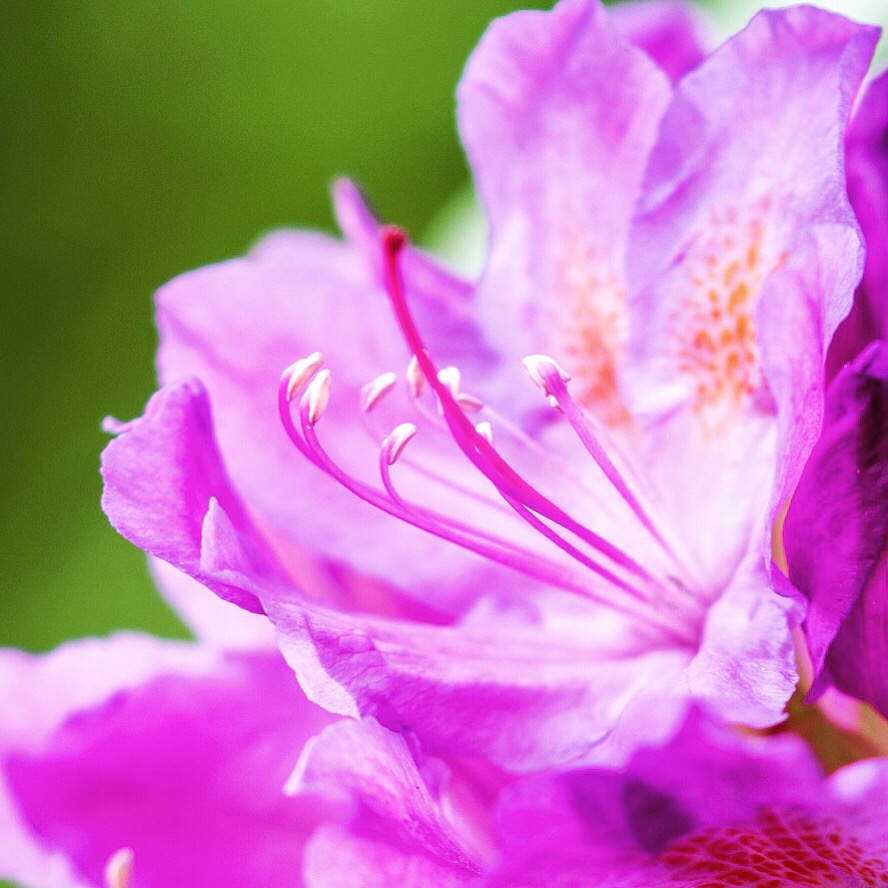 Kwiat różanecznika posiada 10 pręcików. Jest bardziej zwarty niż kwiat azalii, który ma 5 pręcików.
