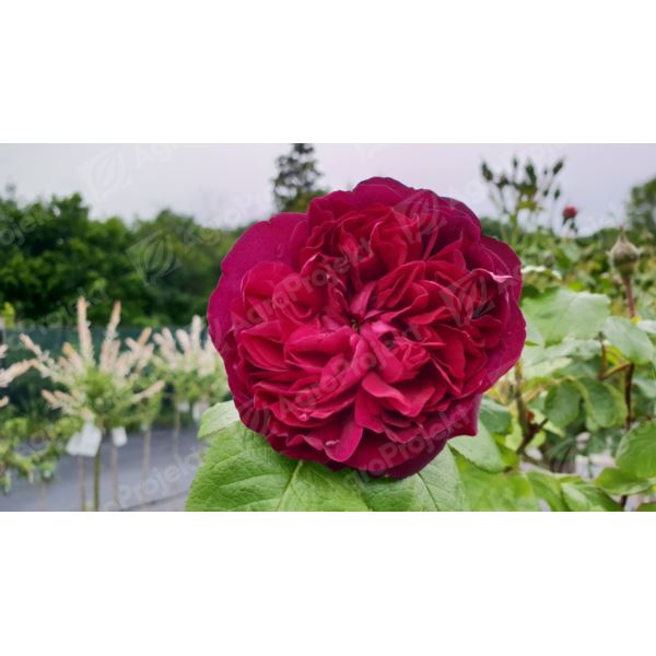 Róża ASTRID GRAFIN ON HARDENBERG 'Tan97150'