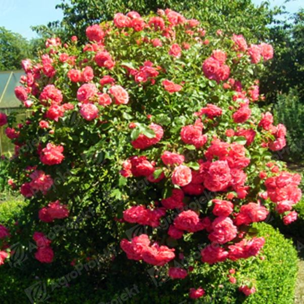 Róża 'Rosarium Uetersen'