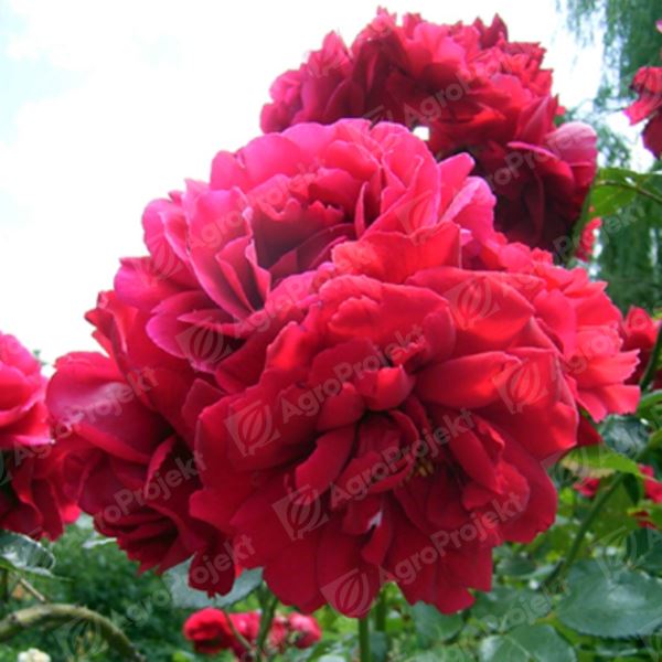 Róża 'Sympathie'