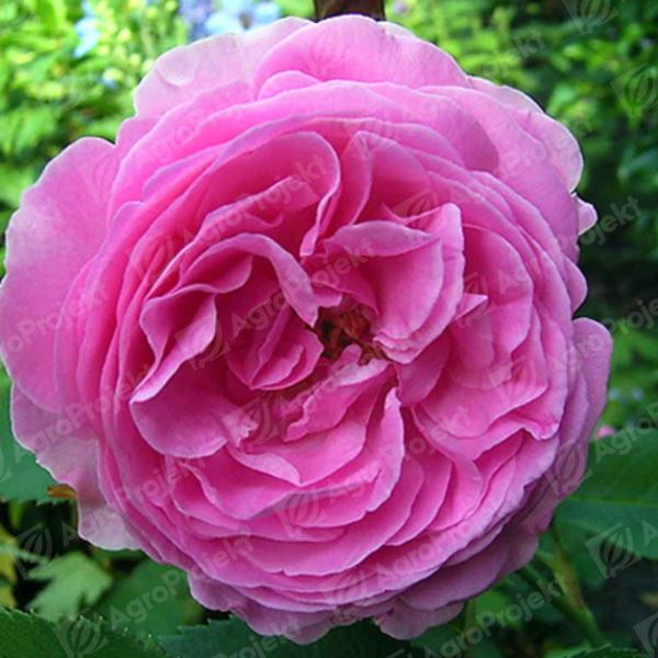 Róża 'Louise Odier'