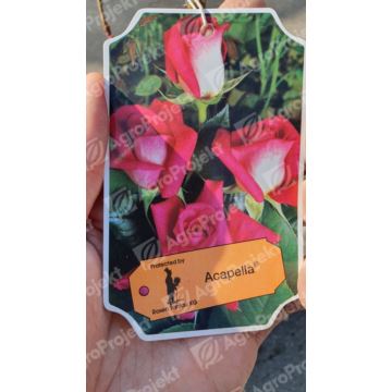 Róża ACAPELLA 'Tanallepa'