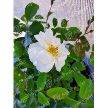 Róża okrywowa 'White Fairy'