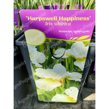 Kosaciec syberyjski 'Harpswell Happiness'