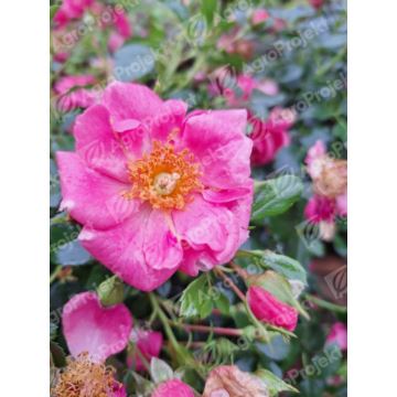 Róża miniaturowa seria BIENENWEIDE 'Rosa'