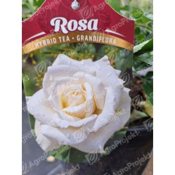 Róża wielkokwiatowa 'Chopin'