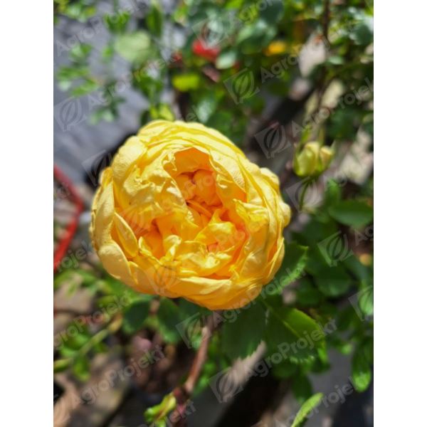 Róża żółta, historyczna 'Persian Yellow' Róża żółta, historyczna 'Persian Yellow'