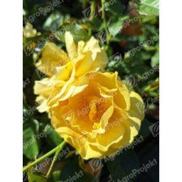 Róża rabatowa seria Sunflor 'Anisade'