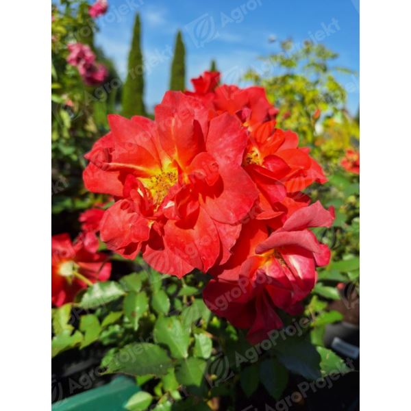 Róża rabatowa seria Sunflor 'Cinco de Mayo' Róża rabatowa seria Sunflor 'Cinco de Mayo'