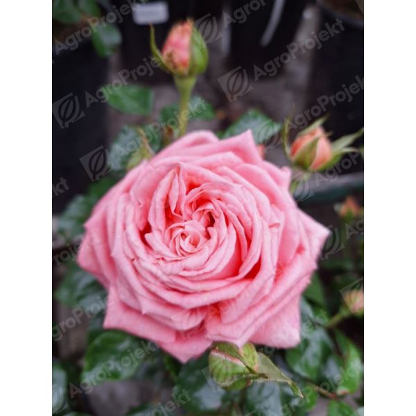 Róża wielkokwiatowa seria Sunflor 'Special Anniversary' Róża wielkokwiatowa seria Sunflor 'Special Anniversary'