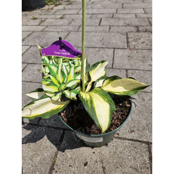 Funkia, hosta 'Color Festival' Funkia, hosta 'Color Festival'