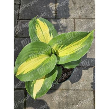 Funkia, hosta 'Dream Weaver'