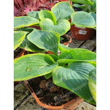 Funkia 'Frances Williams'