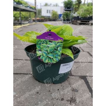 Funkia, hosta 'Moon Split'