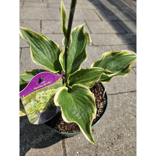 Funkia, hosta 'Paisley Border' Funkia, hosta 'Paisley Border'