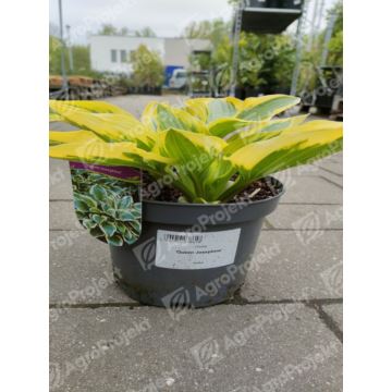 Funkia 'Queen Josephine'
