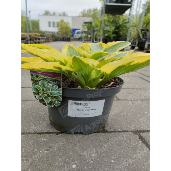 Funkia 'Queen Josephine' Funkia 'Queen Josephine'