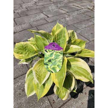 Funkia, hosta 'Summer Breeze'