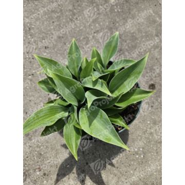 Funkia, hosta 'Hadspen Blue'