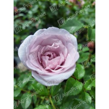 Róża rabatowa seria Sunflor 'Jagoda' / 'Lady Perfume'