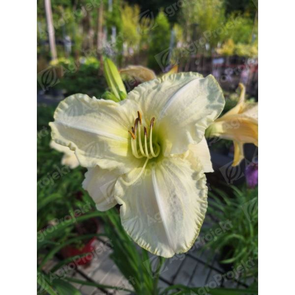 Liliowiec 'Gentle Shepherd' Liliowiec 'Gentle Shepherd'