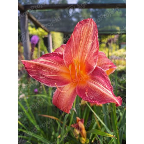 Liliowiec 'Pink Stripes' Liliowiec 'Pink Stripes'