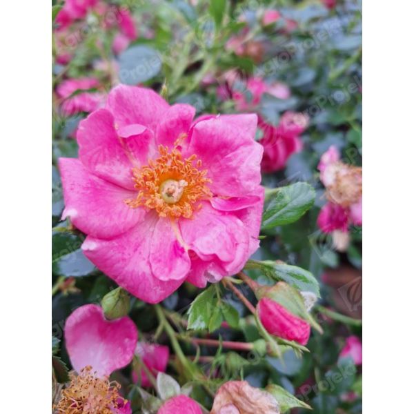 Róża miniaturowa seria BIENENWEIDE 'Rosa' Róża miniaturowa seria BIENENWEIDE 'Rosa'