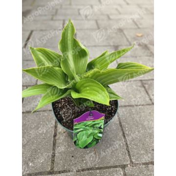 Funkia, hosta 'Kingsize'