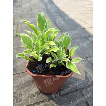 Funkia, hosta  'Abba Dabba Do'