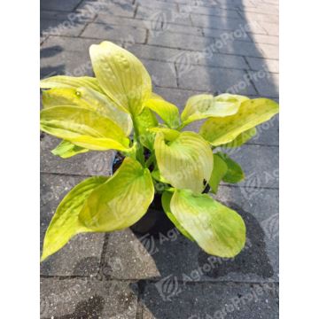Funkia, hosta 'Autumn Moon'