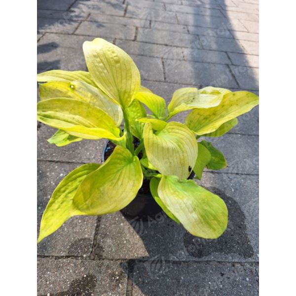 Funkia, hosta 'Autumn Moon' Funkia, hosta 'Autumn Moon'