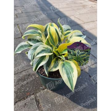 Funkia, hosta 'Autumn Frost'