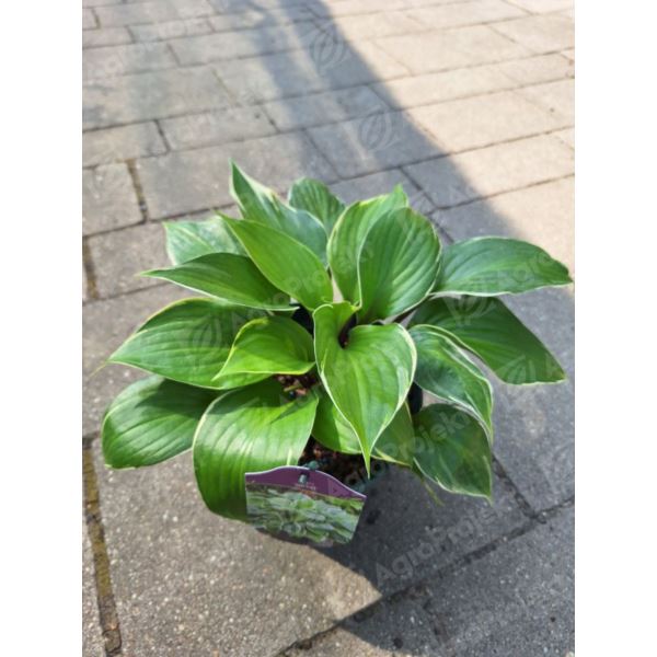 Funkia, hosta 'Sorbet'