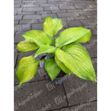 Funkia, hosta 'Guacamole'