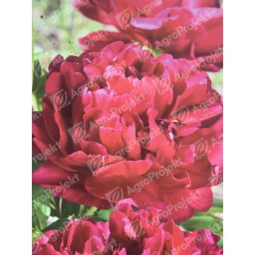 Piwonia chińska 'Red Supreme'