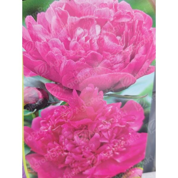Piwonia chińska 'Kansas' Piwonia chińska 'Kansas'