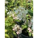 Hortensja bukietowa PETITE STAR 'COUSTAR02'
