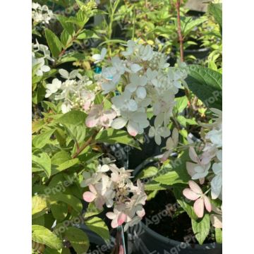 Hortensja bukietowa PETITE STAR 'COUSTAR02'