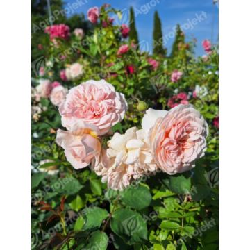 Róża angielska, pnąca 'A Shropshire Lad'