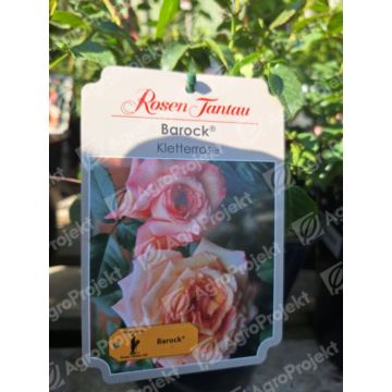 Róża pnąca, nostalgiczna 'Barock'