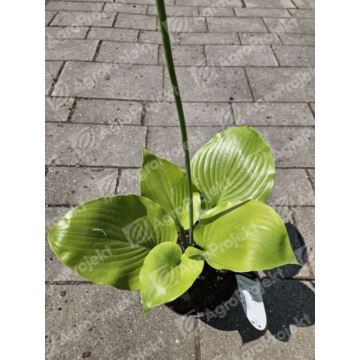 Funkia, hosta 'Sum and Substance'