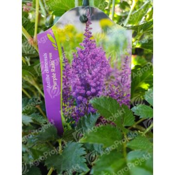 Tawułka chińska 'Purple Rain'