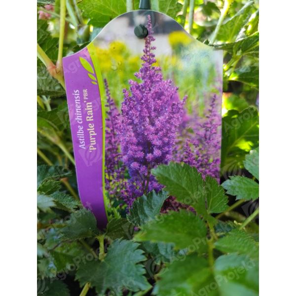 Tawułka chińska 'Purple Rain' Tawułka chińska 'Purple Rain'