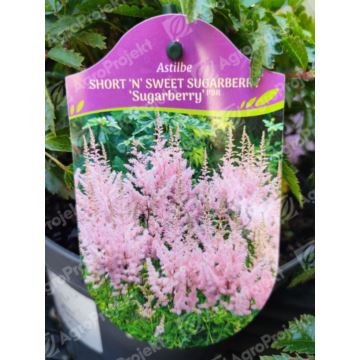 Tawułka chińska Short N Sweet Sugarberry 'Sugarberry'