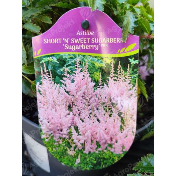 Tawułka chińska Short N Sweet Sugarberry 'Sugarberry' Tawułka chińska Short N Sweet Sugarberry 'Sugarberry'