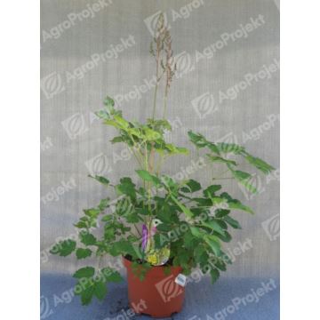 Tawułka Arendsa Color Flash Lime 'Beauty of Lisse'