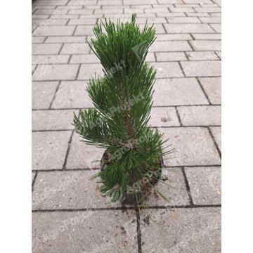 Sosna bośniacka 'Malinki'