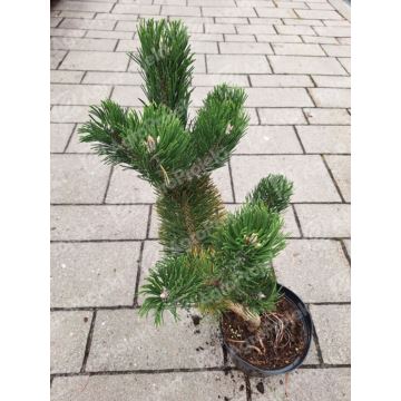 Sosna czarna 'Oregon Green'