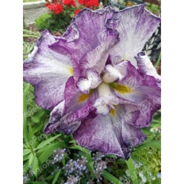 Kosaciec, irys mieczolistny 'Harlequinesque'