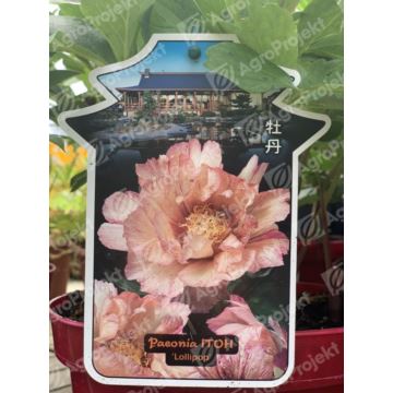 Piwonia ITOH 'Lollipop'